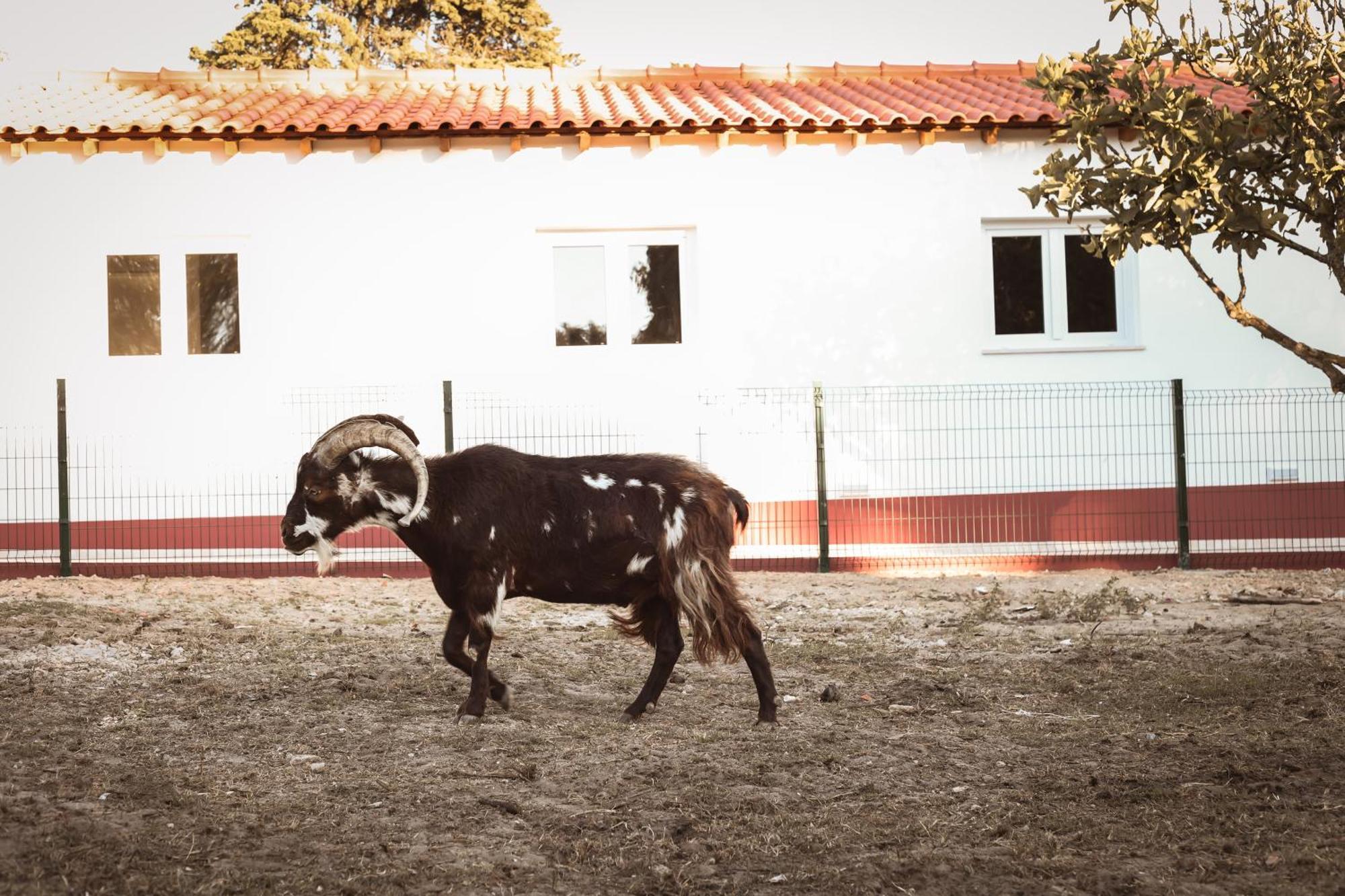Quinta Das Cacadoras - Animal Lovers Only Palmela Zewnętrze zdjęcie
