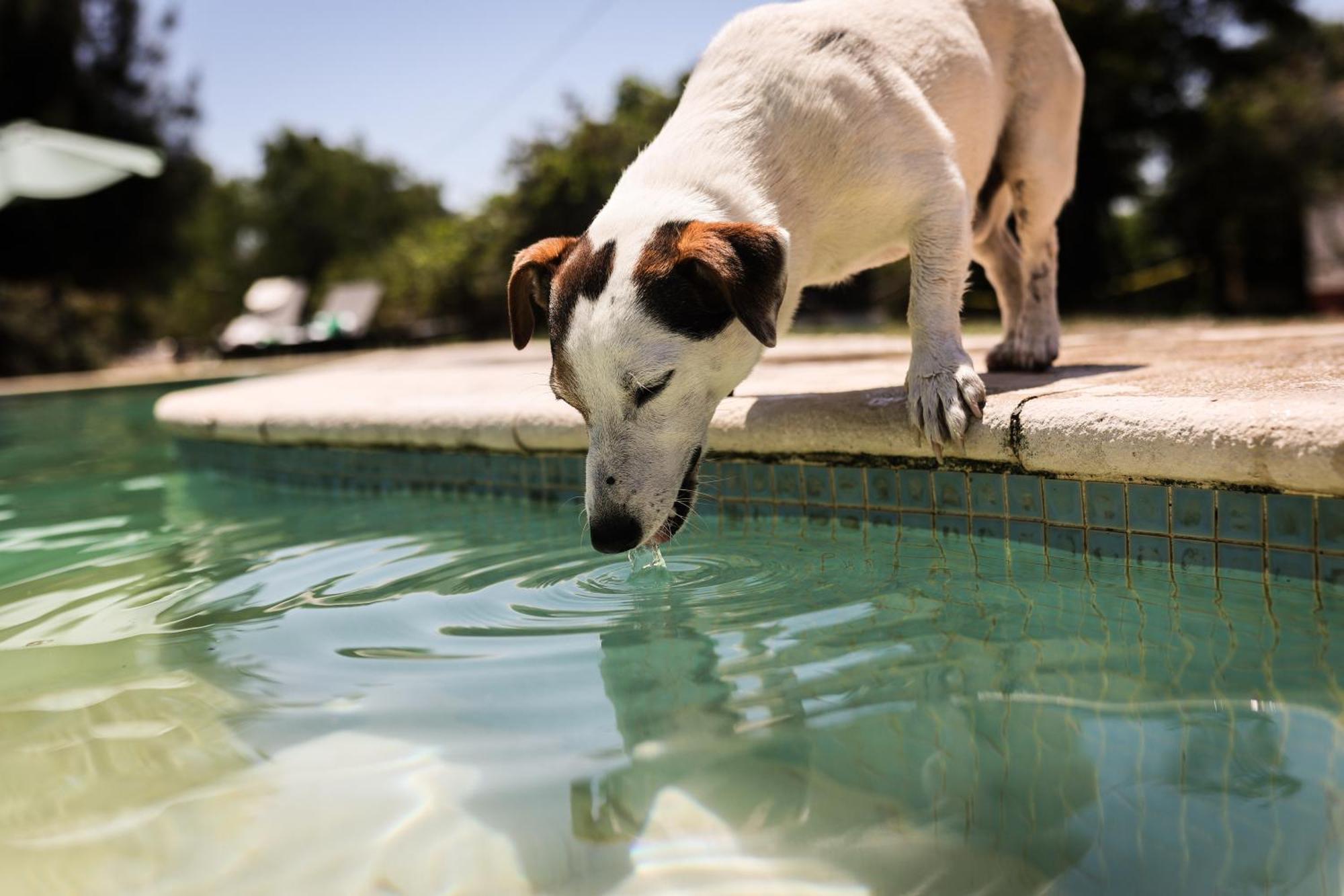 Quinta Das Cacadoras - Animal Lovers Only Palmela Zewnętrze zdjęcie