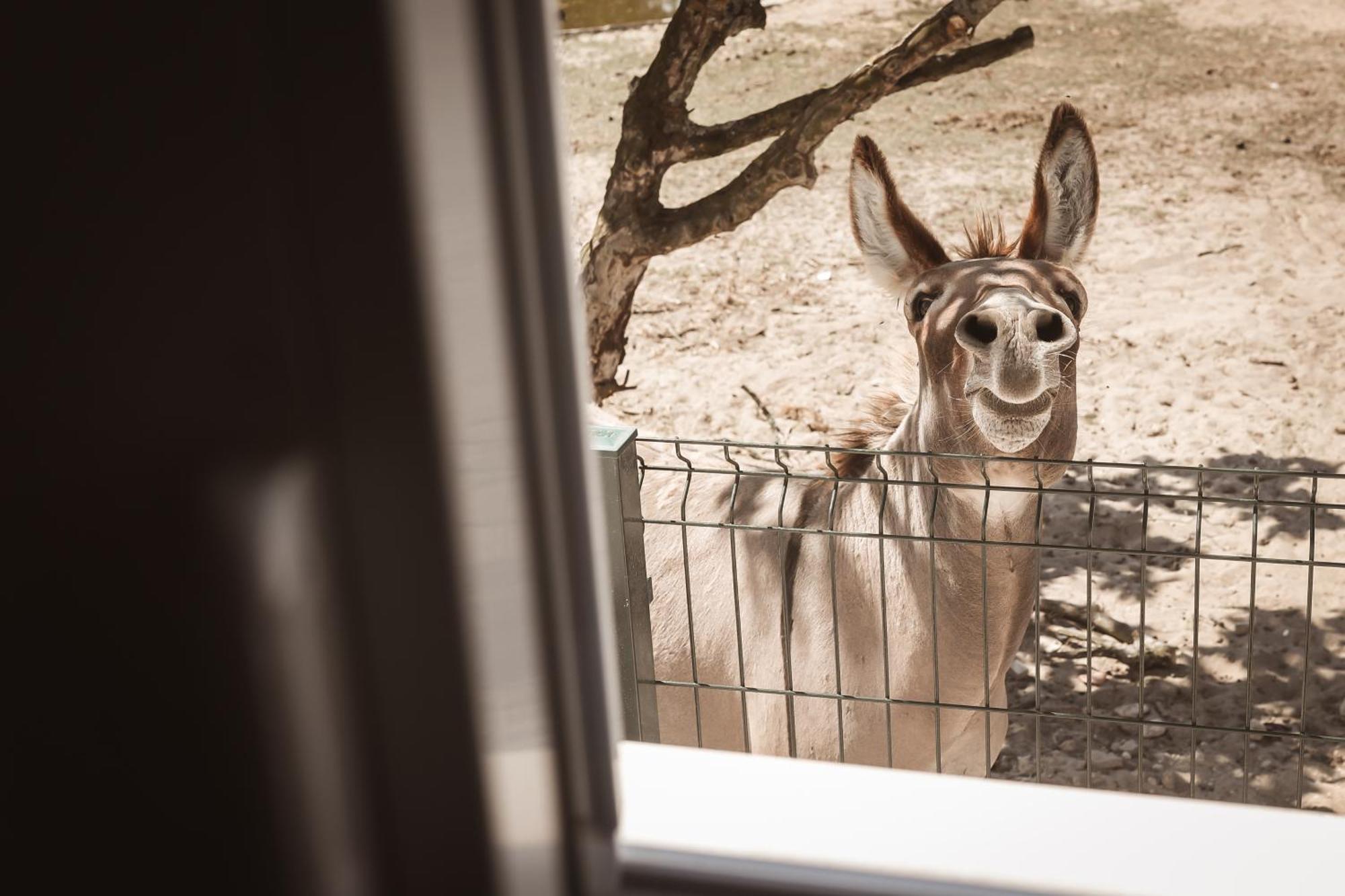Quinta Das Cacadoras - Animal Lovers Only Palmela Zewnętrze zdjęcie